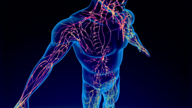 Lymphatic System Animation